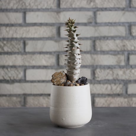 Pachypodium baronii × N/OH (3号)  no.628/70