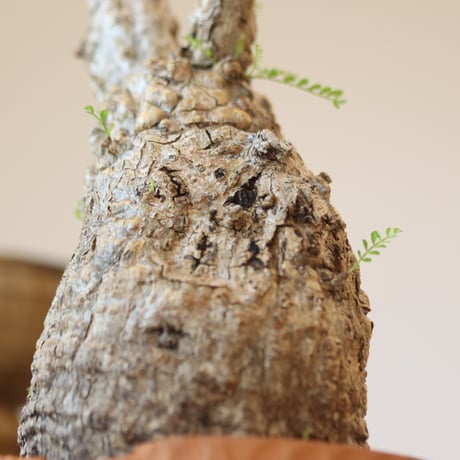 Operculicarya  pachypus × N/OH   no.112-49