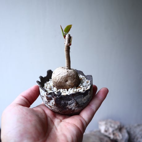 ユーフォルビア アンボンベンセ   Euphorbia sp.  Ambonbense   no.72109
