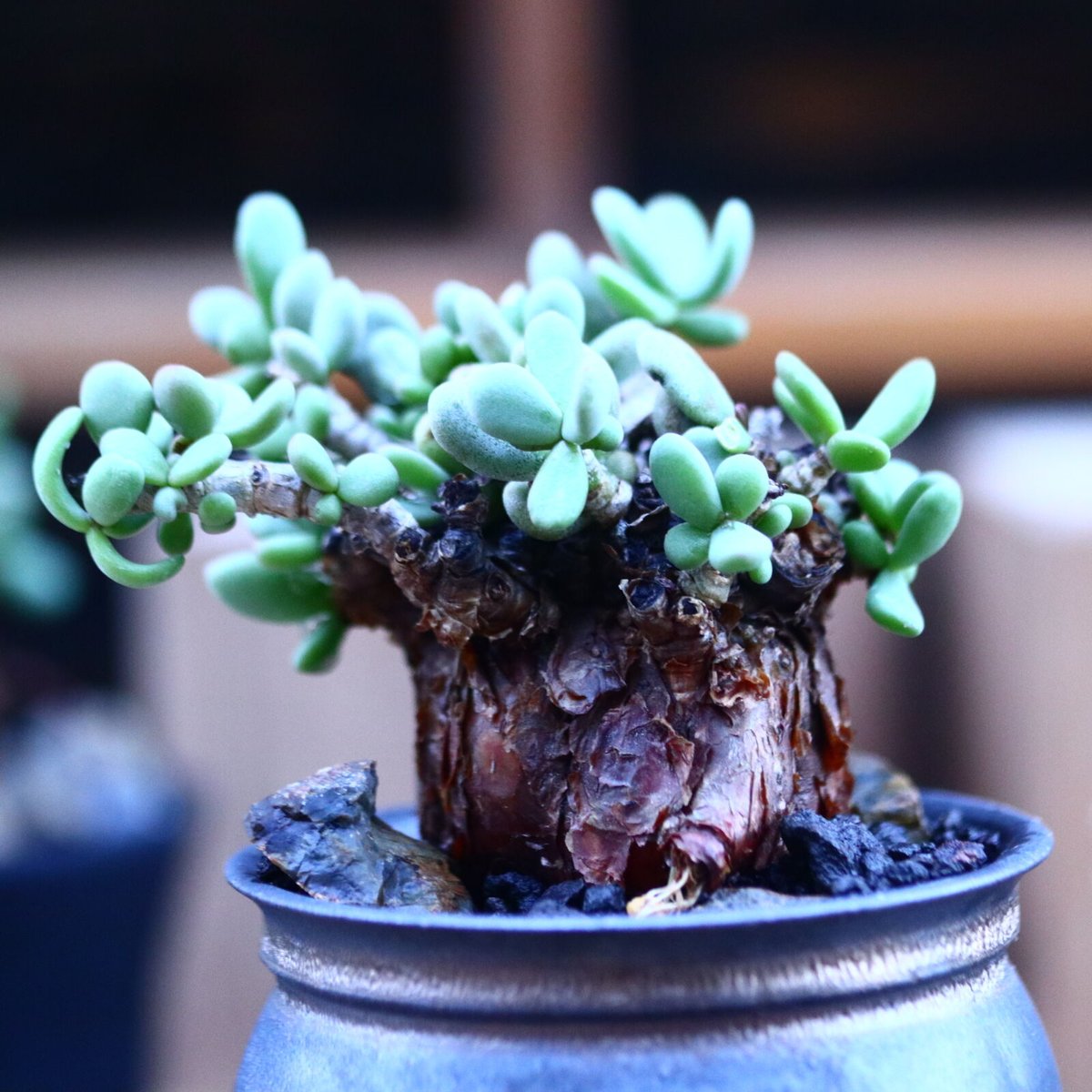 ケラリア ピグマエア／Ceraria pygmaea no.111438 | 芽の巣山