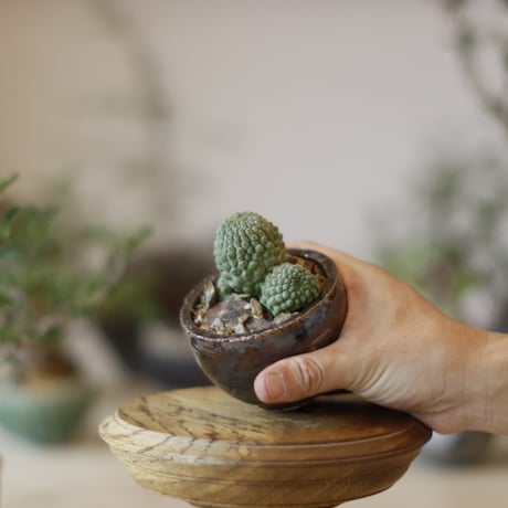 Larryleachia cactiformis  / 仏頭玉 × 山山 特別共作鉢 (2.5号)   no.1123/32