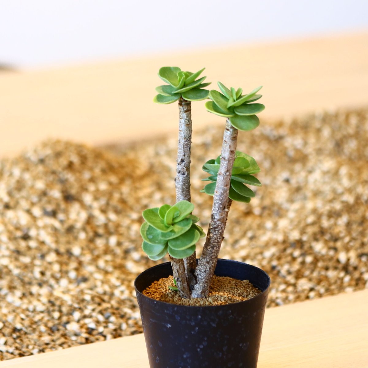 【レア@3480】モロキニエンシス (大群生) ポルテラカ モロキニエンシス / Portulaca molokiniensis no.