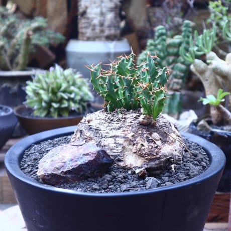 ユーフォルビア  クラビゲラ  Euphorbia clavigera   no.41816
