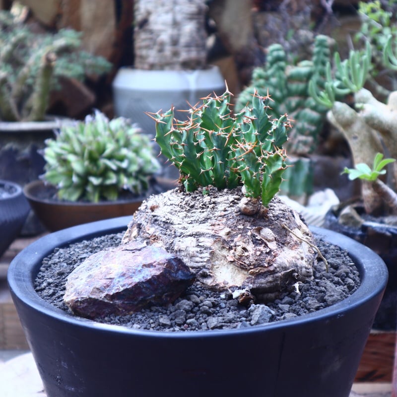 ユーフォルビア クラビゲラ プレステラ120深 ユーフォルビア クラビゲラ プレステラ120深