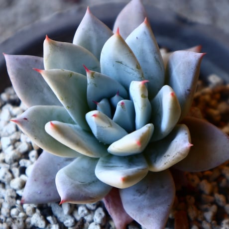 エケベリア  メキシカンジャイアント   Echeveria colorata 'Mexican Giant'.   no.40719