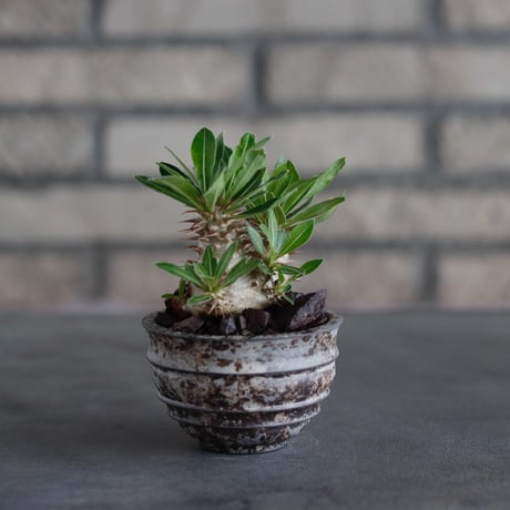 Pachypodiu makayense × takero pot (2.5号)  no.817-18