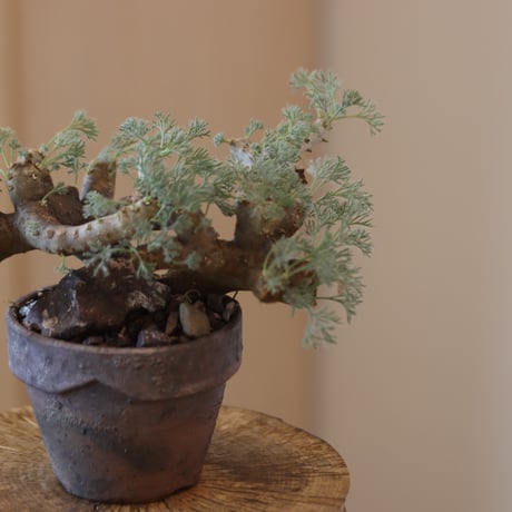 43Sarcocaulon multifidum × YAMABACHI ver. takero pot  no.124-43