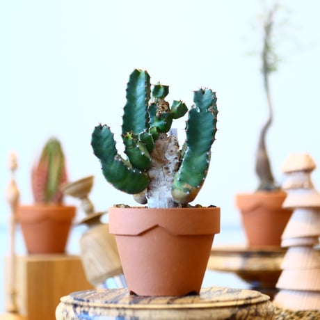 YAMABACHI × Euphorbia resinifera   no.91026