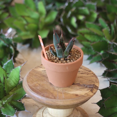 U.S. shawii (Agave shawii) / Style of Chika　no.1215-105