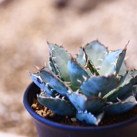 アガベ チタノタ フィリグリー / Agave titanota "Filigree crested   no. 51433