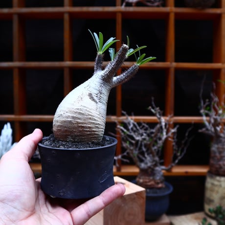 パキポディウム  グラキリス／Pachypodium  gracilius       no.51608