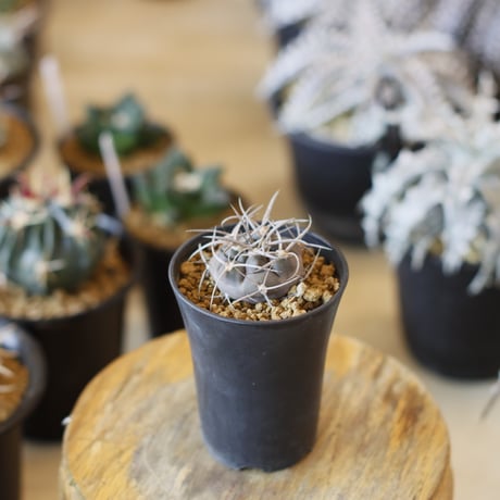 Gymnocalycium mazanense / 魔天竜 (2.5号)  no.1226/34