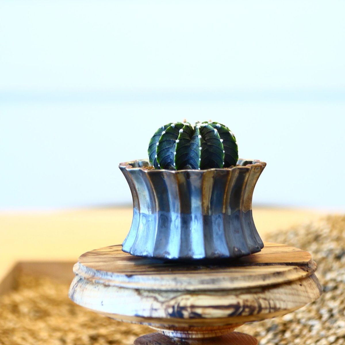 ギムノカリキウム フィードリッフィーLB2178 / Gymnocalycium friedr