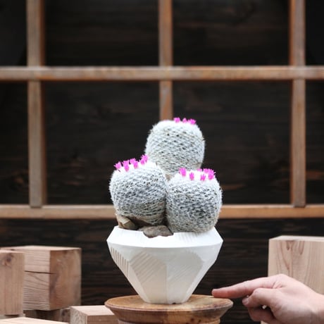 マミラリア 春星／Mammillaria humboldtii  no.112759