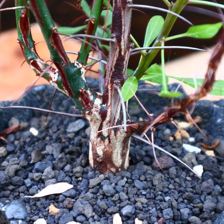 フォークイエリア hyb.／ Fouquieria hyb. （purpusii × fasciculata ） no.60577