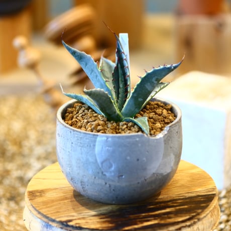 Agave parrasana〝Fire ball” × N/OH   no.10783