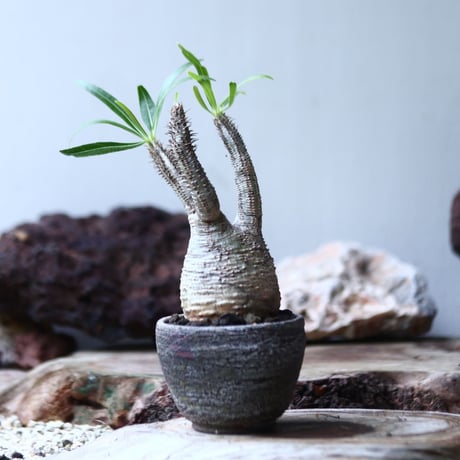 パキポディウム グラキリス  Pachypodium   gracilius  no.013