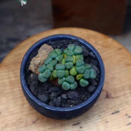 アロイノプシス スクーネーシー／Aloinopsis schooneesii   no.60619
