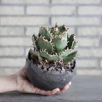 Agave titanota personal collection × takero pot (4.5号)  no.621/34