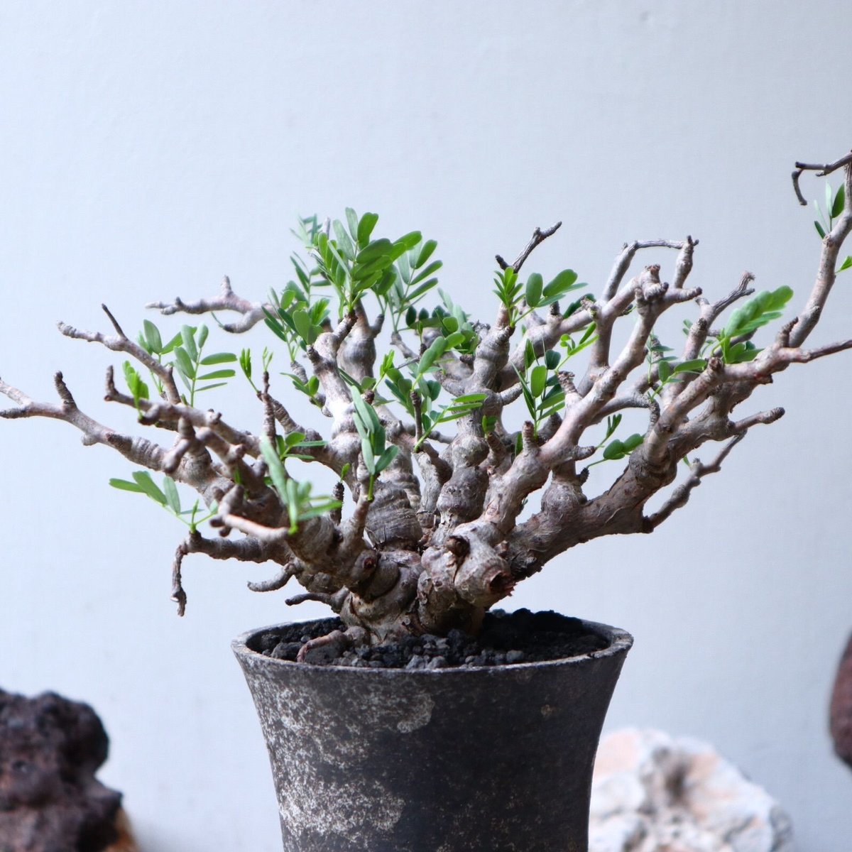 センナ メリディオナリス Senna meridionalis no.91516 | 芽の巣山