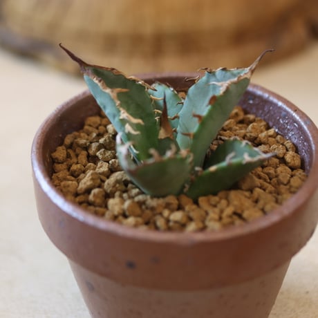 Agave titanota "ashura" × YAMABACHI var. 六本芽  no.124-38