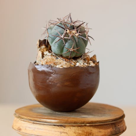 Echinocactus horizonthalonius / 黒刺雷帝 × takero pot (3.5号)  no.118/24