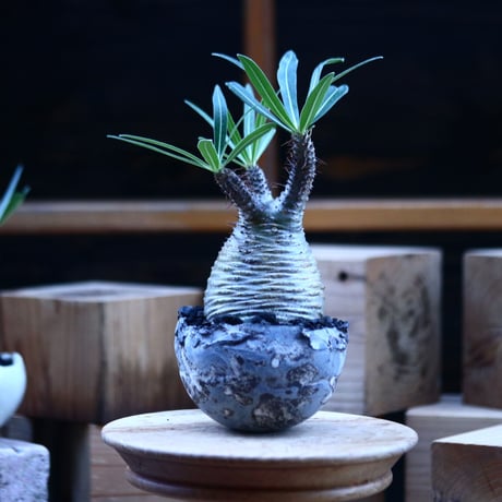 パキポディウム  グラキリス ／Pachypodium  gracilius     no.103152
