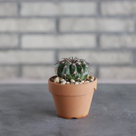 Discocactus gigantea × N/OH (3号鉢)  no.510/48