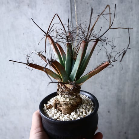 レウクテンベルギア  晃山    Leuchtenbergia principis  no.007