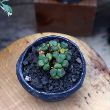 アロイノプシス スクーネーシー／Aloinopsis schooneesii   no.60618