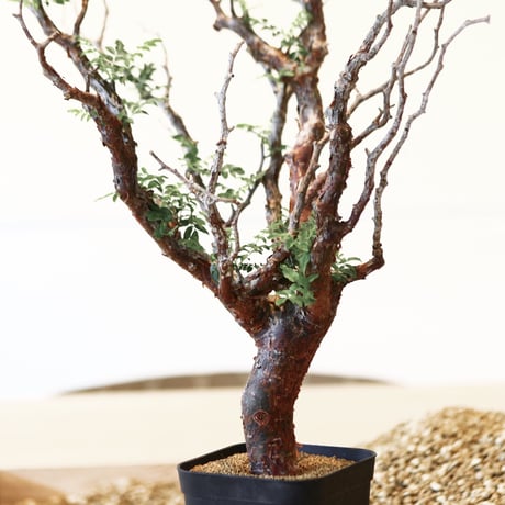 コミフォラ モンストローサ / Commiphora monstrosa   no.41621