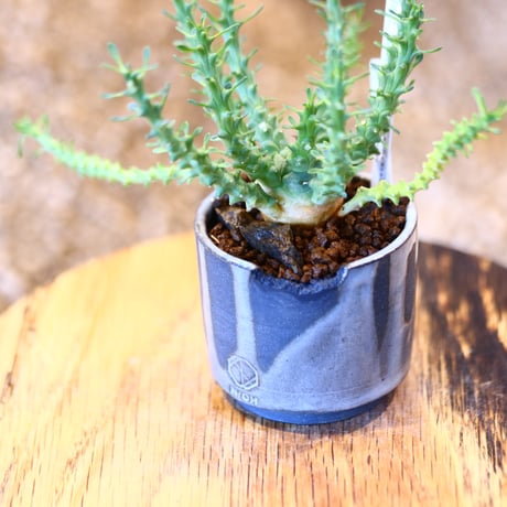 Euphorbia gorgonis × N/OH   no.11404