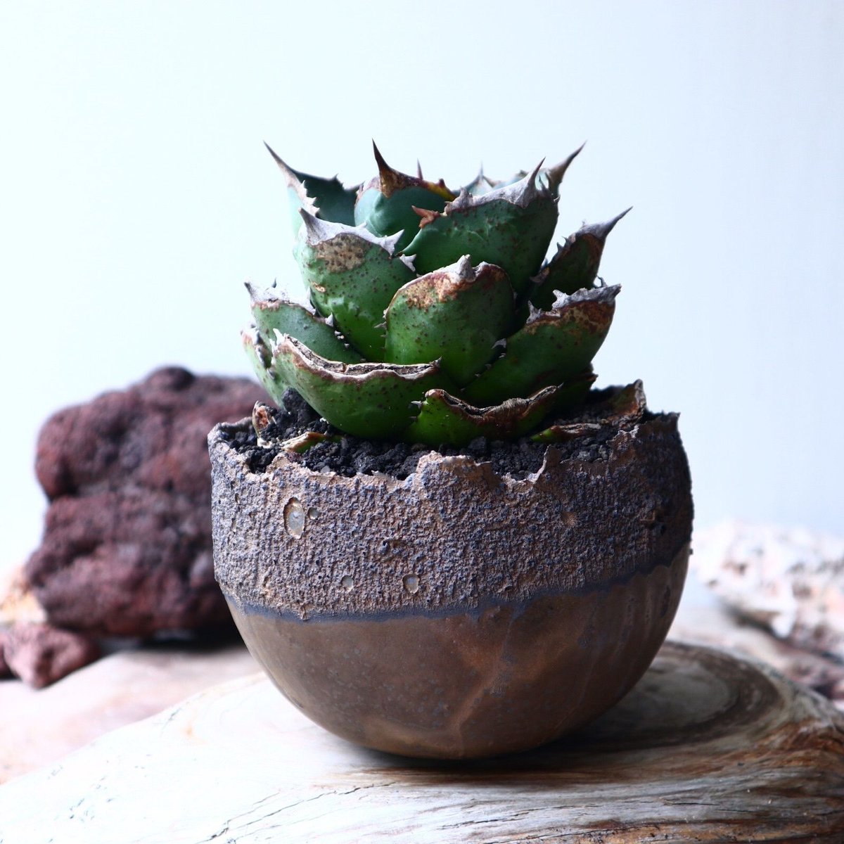 アガベ チタノタ FO-76 Agave titanota アガベ チタノタ FO-76 Agave titanota