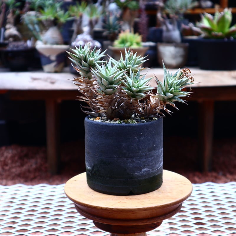 原種 デウテロコニア Deuterocohnia sp from JM Deuterocohnia（デウテロコニア） | レアプランツ通販サイト
