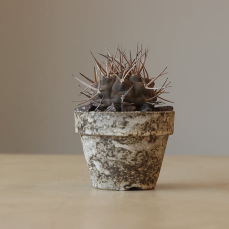Gymnocalycium mazanense (守金魔天竜)× YAMABACHI ver. takero pot(3号鉢)   no.412-17