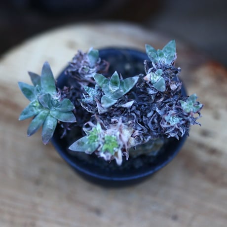 ダドレア グリーニー／Dudleya greenei  no.120529