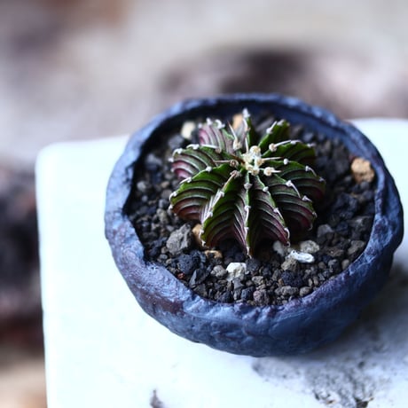 ギムノカリキウム   フィードリッフィーLB2178  Gymnocalycium friedrichii    no.71936