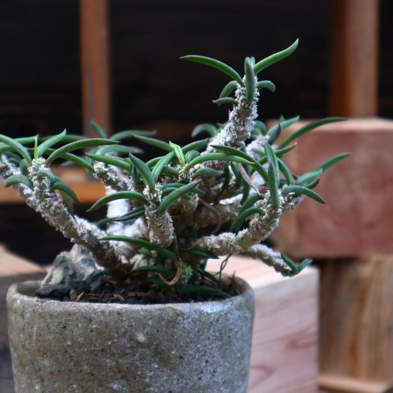 ユーフォルビア キリンドフォリア/Euphorbia cylindrifolia no.8 ユーフォルビア キリンドフォリア/Euphorbia cylindrifolia no.8