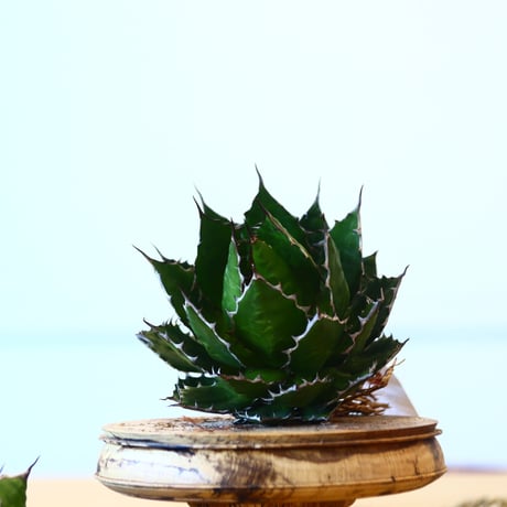 Agave horrida / Style of Chika   no.1015/81