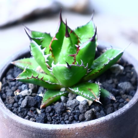 アガベ ホリダ   Agave horrida   no.102724