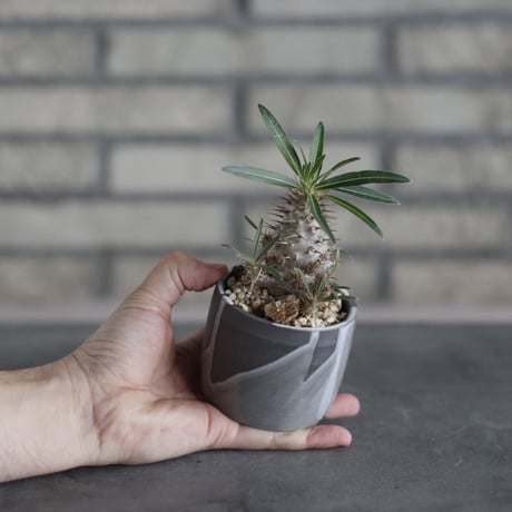Pachypodium gracilius × N/OH (2.5号)  no.510/35