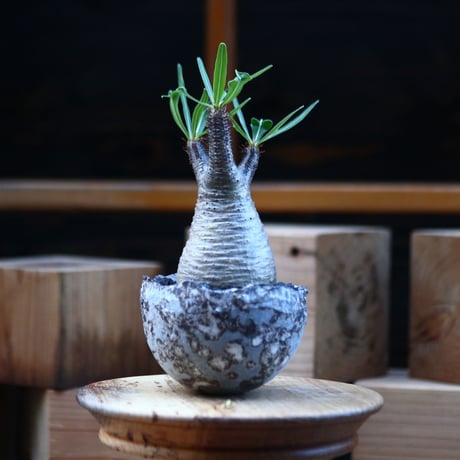 パキポディウム  グラキリス ／Pachypodium  gracilius     no.110720