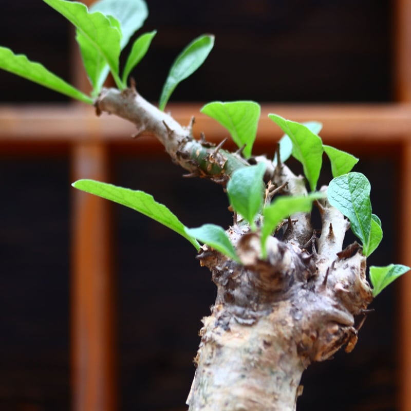 セサモタムナス ブッセアヌス Sesamothamnus busseanus no.