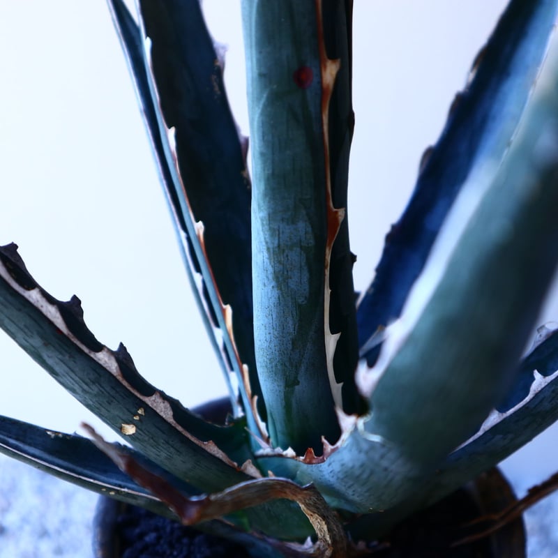 ソードフィッシュ アガベ キシロナカンサ ソードフィッシュ Agave xylonacantha