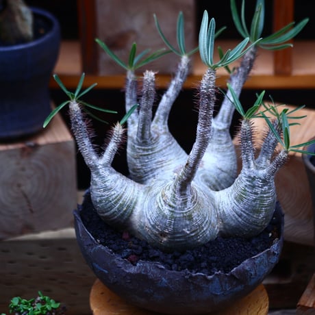 パキポディウム  グラキリス 多頭／Pachypodium  gracilius       no.82938