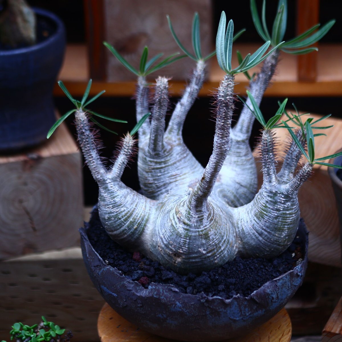 パキポディウム グラキリス Pachypodium gracilius ① パキポディウム グラキリス Pachypodium gracilius 発根済 (gk-30