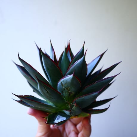 アガベ   ブルーグロー    Agave 'Blue Glow'r   no.42815