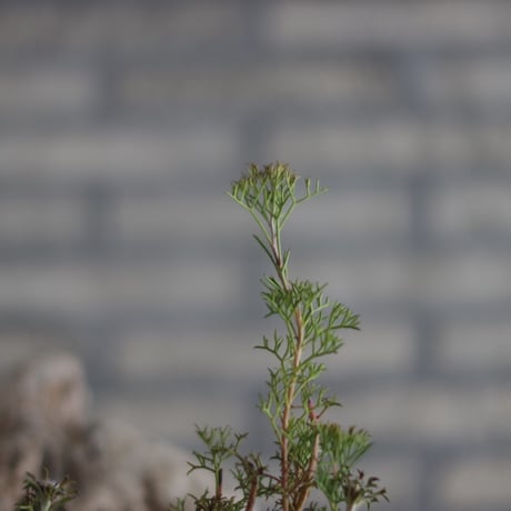Isopogon formosus × 備前鉢2号 / kemuriradio  no.607-29