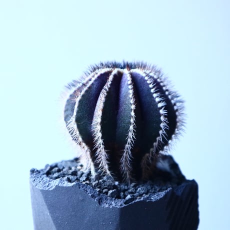 ユーベルマニア ペクチニフェラ     Uebelmannia pectinifera   no.21650