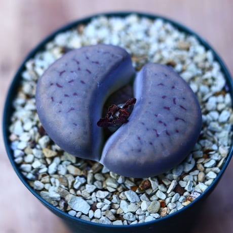 リトープス   招福玉   Lithops schwantesii    no.120625
